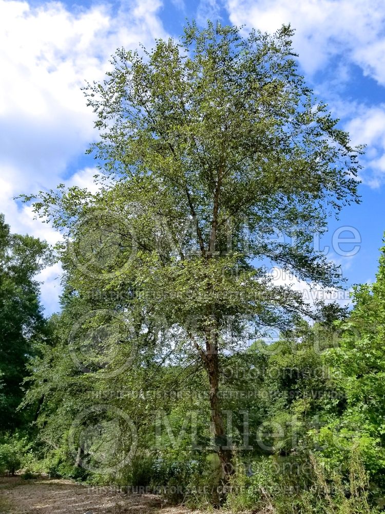 Betula nigra (Birch) 12