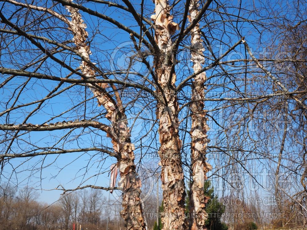Betula nigra - bark - (Birch) 13