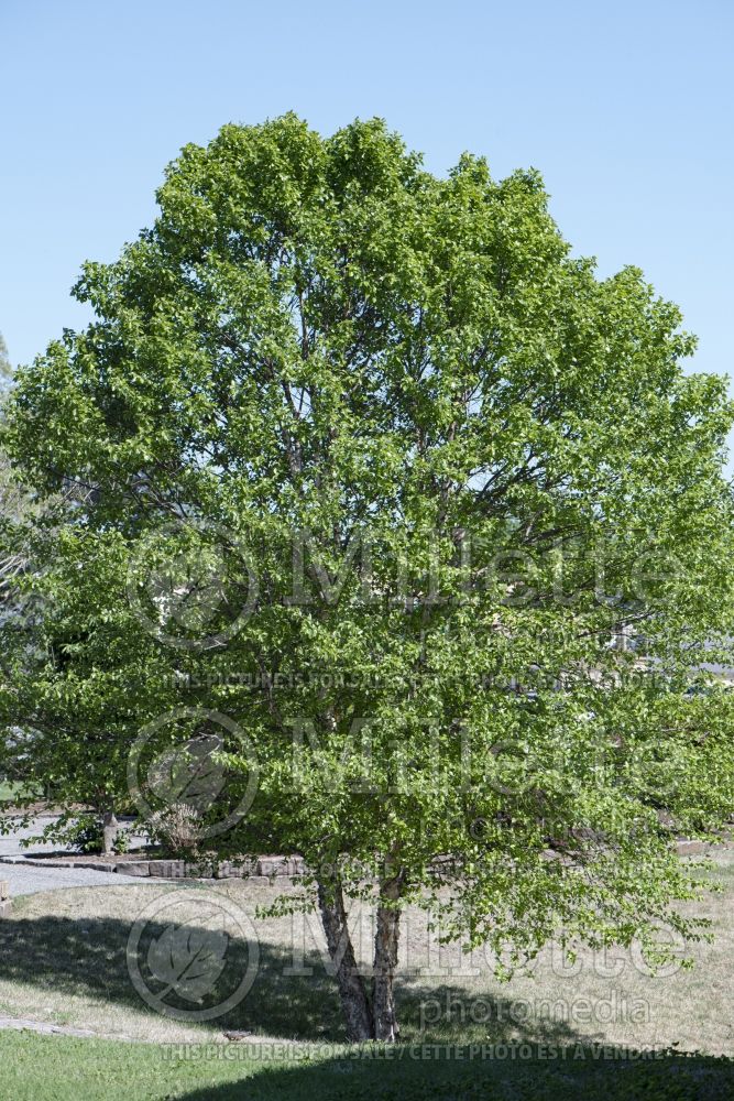 Betula nigra (Birch) 18