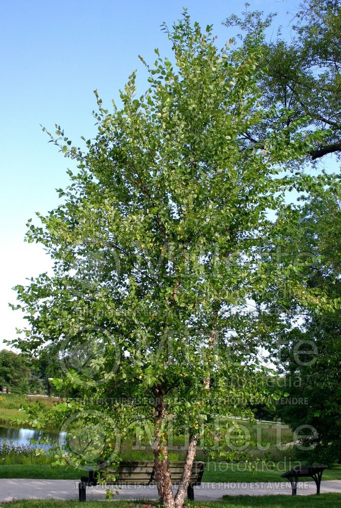 Betula nigra (Birch) 14