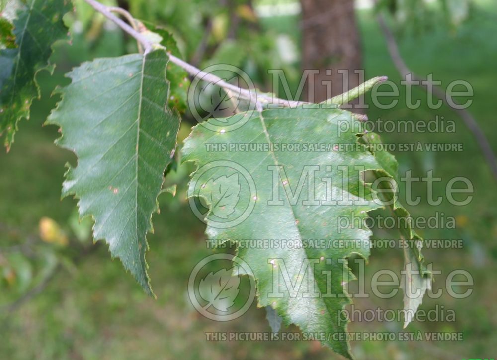 Betula nigra (Birch) 15