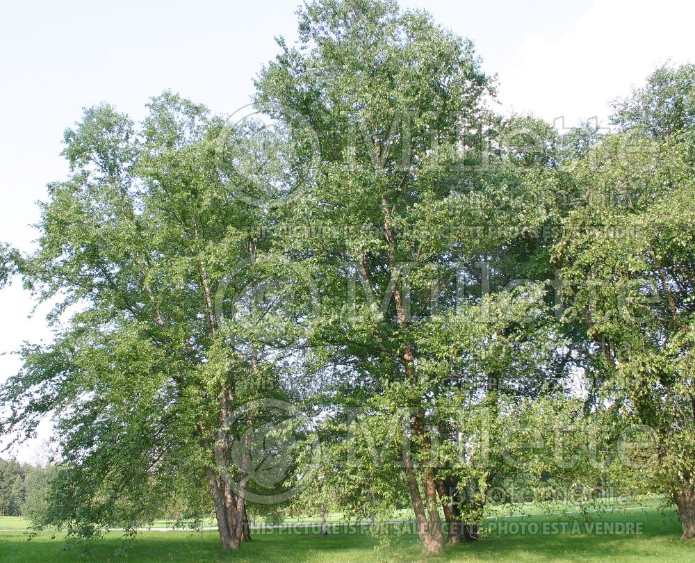Betula nigra (Birch) 16