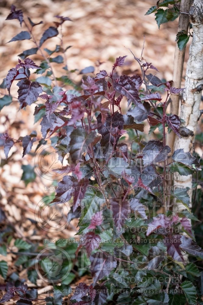 Betula Crimson Frost (Birch) 2 