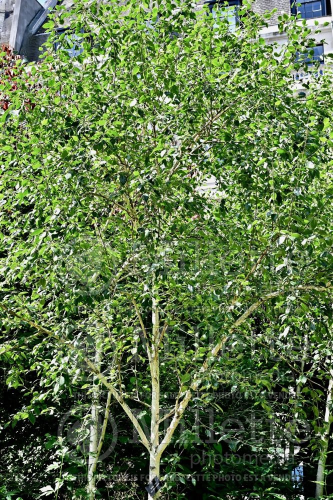 Betula utilis var. jacquemontii (Birch) 8