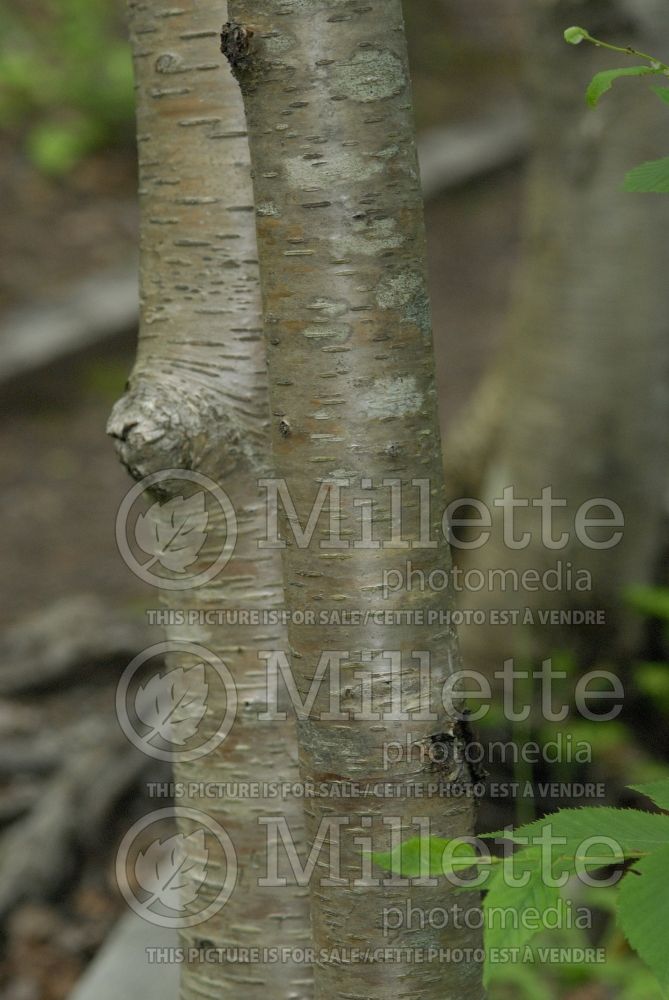 Betula lutea or alleghaniensis  - bark (Yellow Birch) 3 