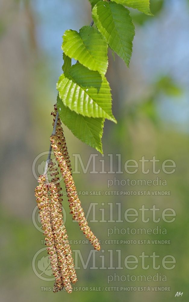 Betula lutea aka Betula alleghaniensis (Yellow Birch)  2