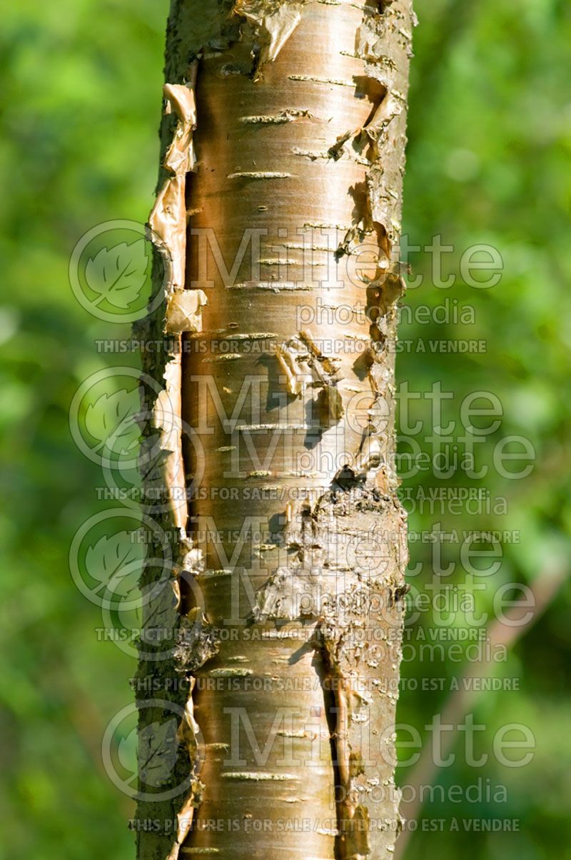 Betula lutea or alleghaniensis - bark (Birch) 6 