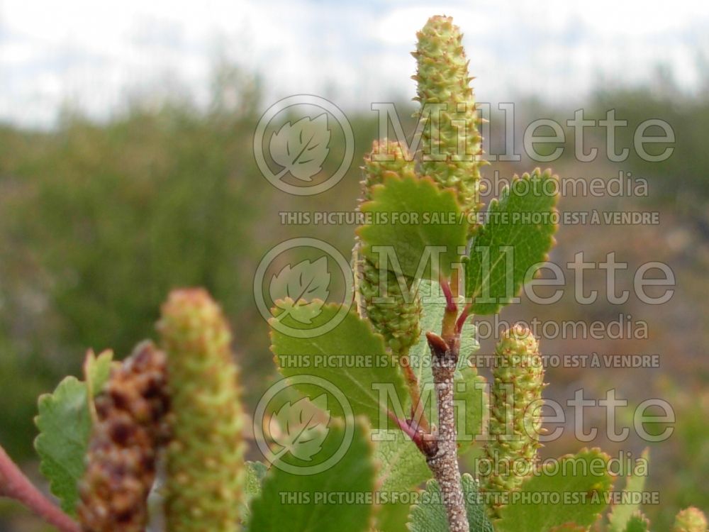 Betula pumila var. glandulifera (Birch) 3 