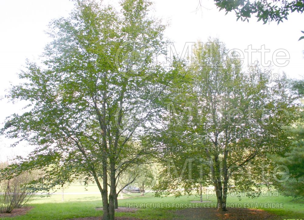 Betula lutea or alleghaniensis (Birch) 5 