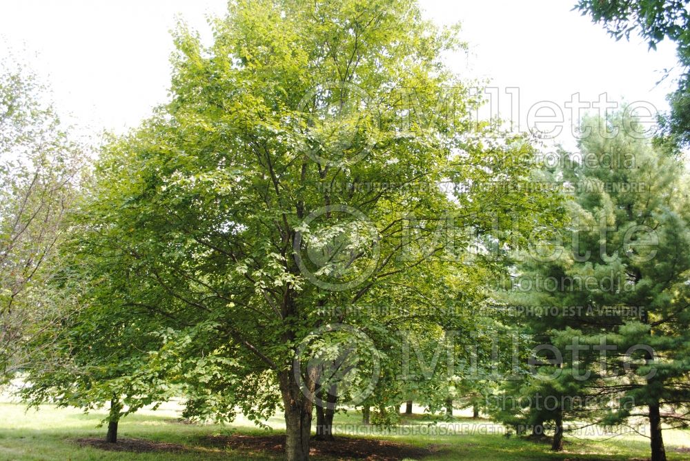 Betula lutea or alleghaniensis (Birch) 1 