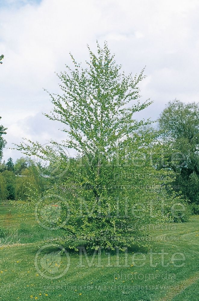 Betula nigra (Birch)  2