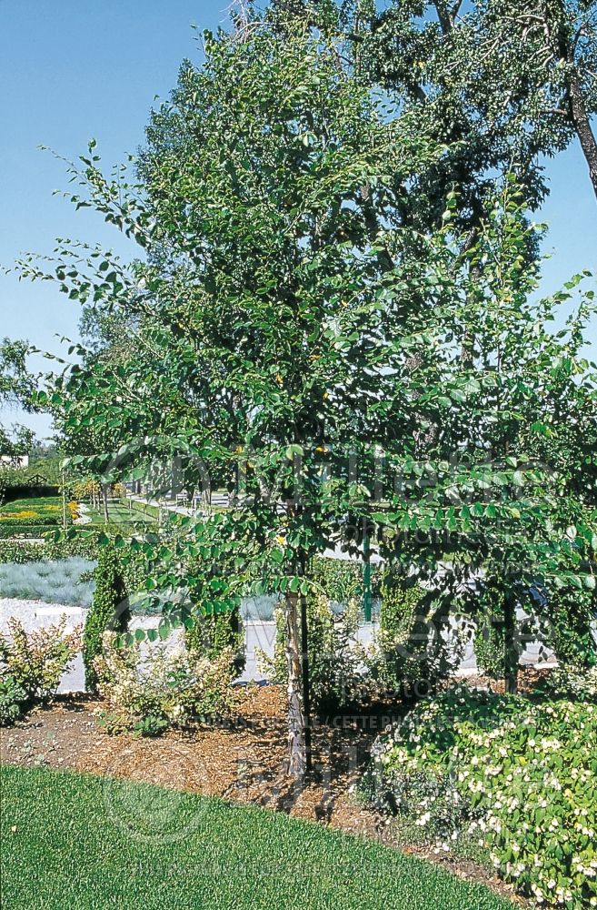 Betula Heritage or Cully (Birch) 7 