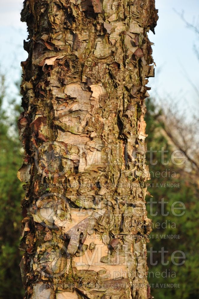 Betula Heritage or Cully (Birch) 6 