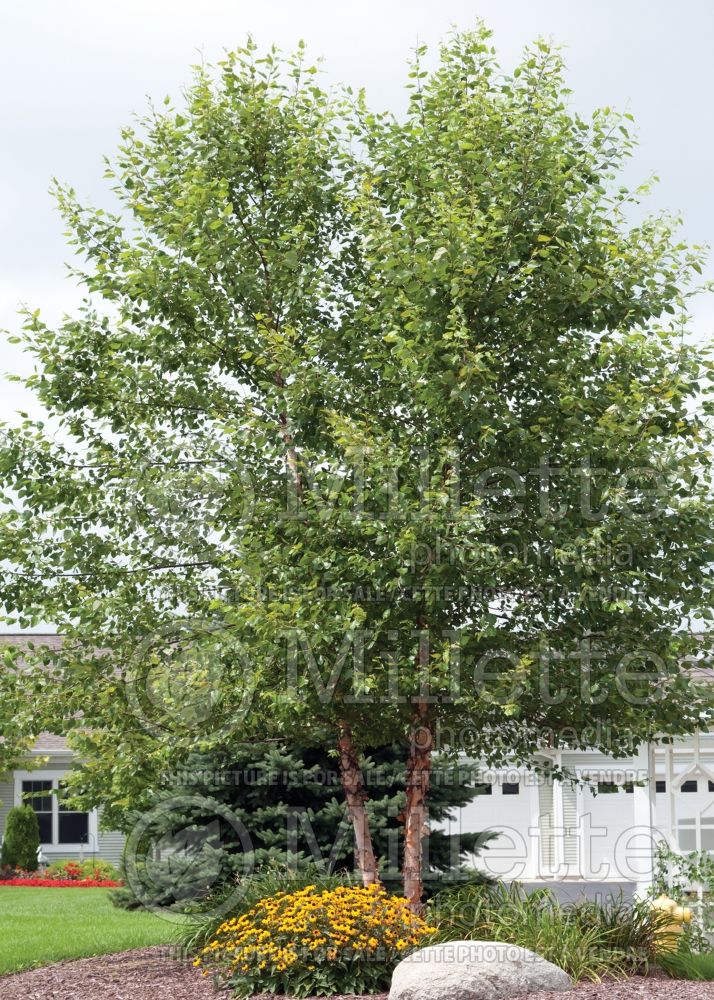 Betula Heritage or Cully (Birch) 2 