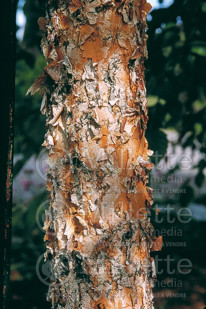 Betula Heritage or Cully (Birch) 10 