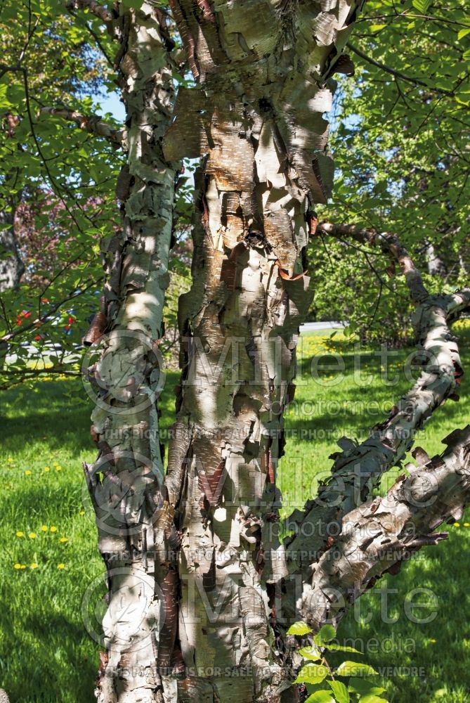 Betula Heritage or Cully (Birch) 9 