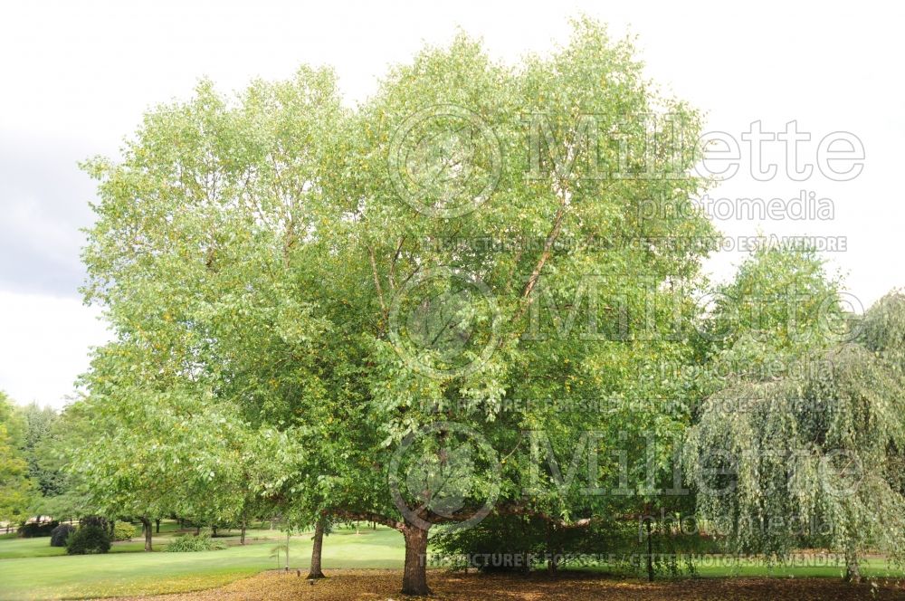 Betula Heritage or Cully (Birch) 4 