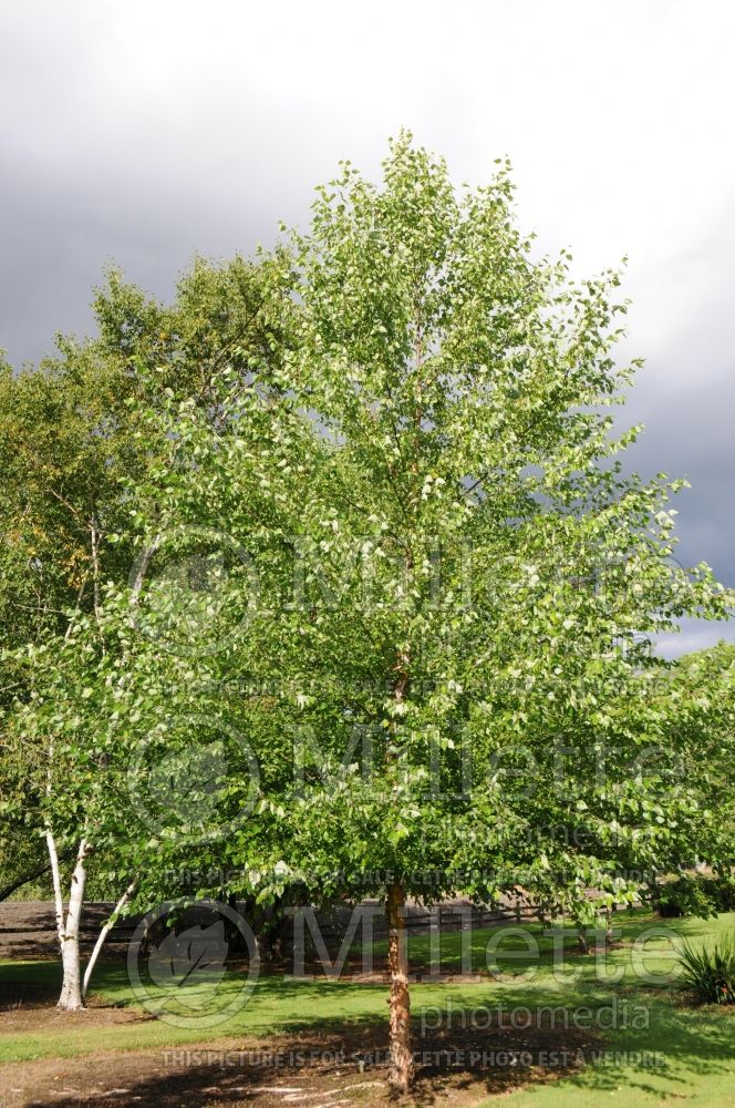 Betula Heritage or Cully (Birch) 3 