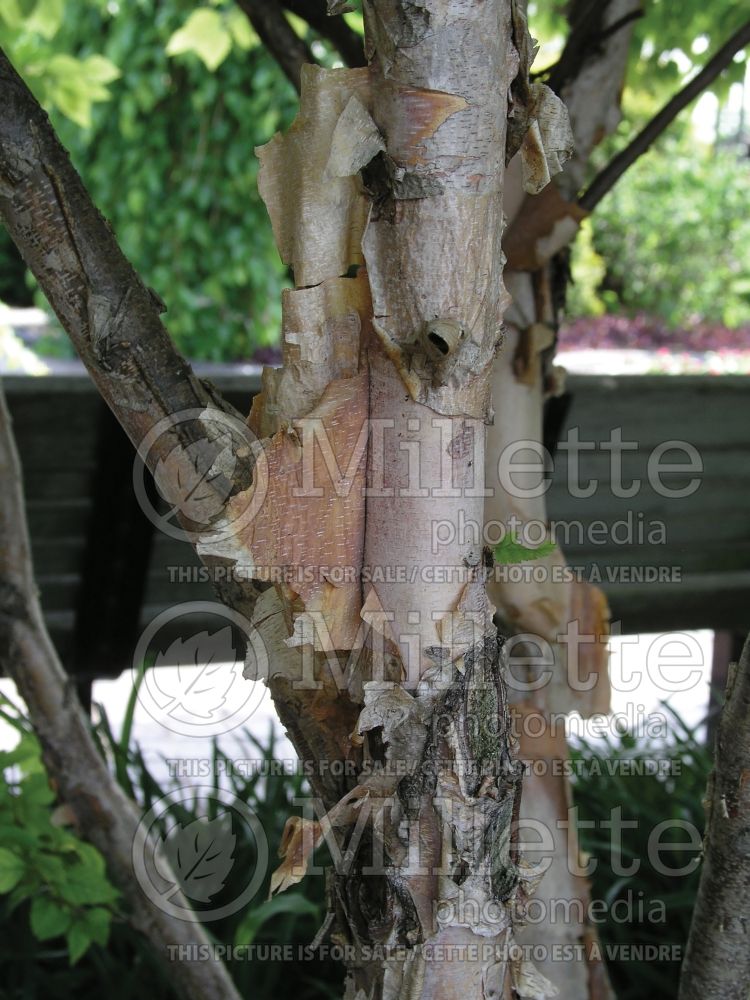 Betula Little King Fox Valley - Bark (Birch) 8 