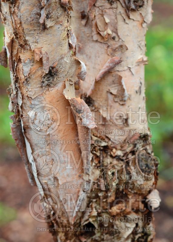 Betula Little King Fox Valley - Bark (Birch) 7 