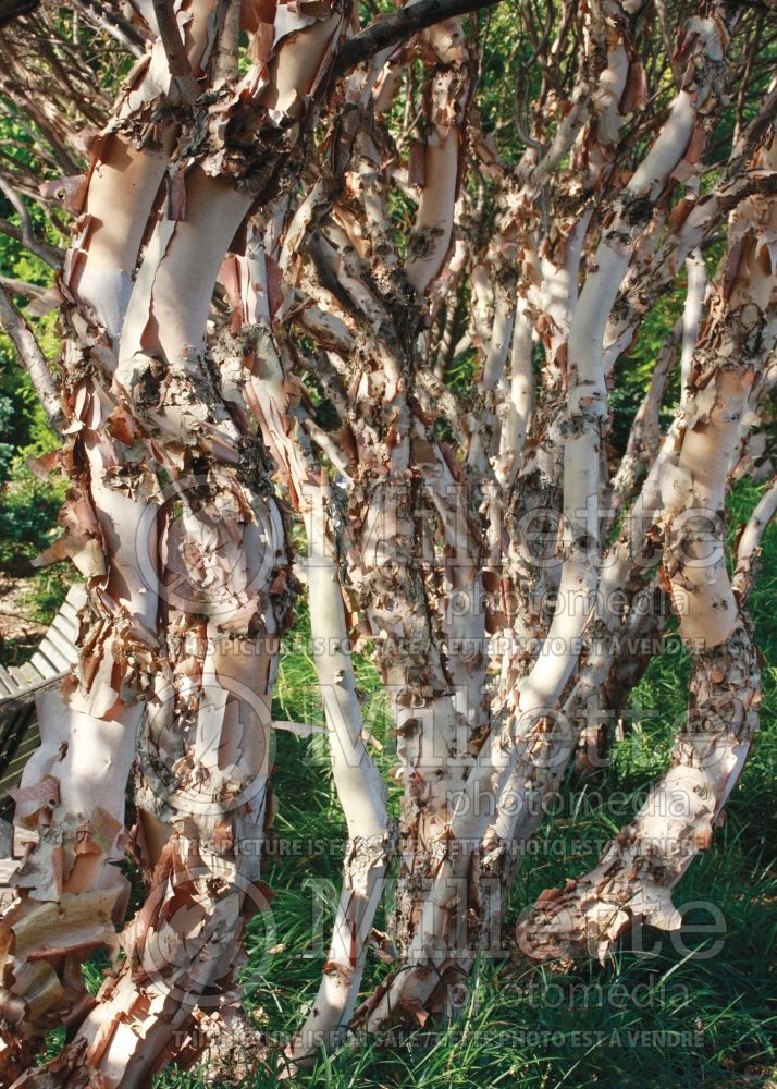 Betula Little King Fox Valley - Bark (Birch) 2 