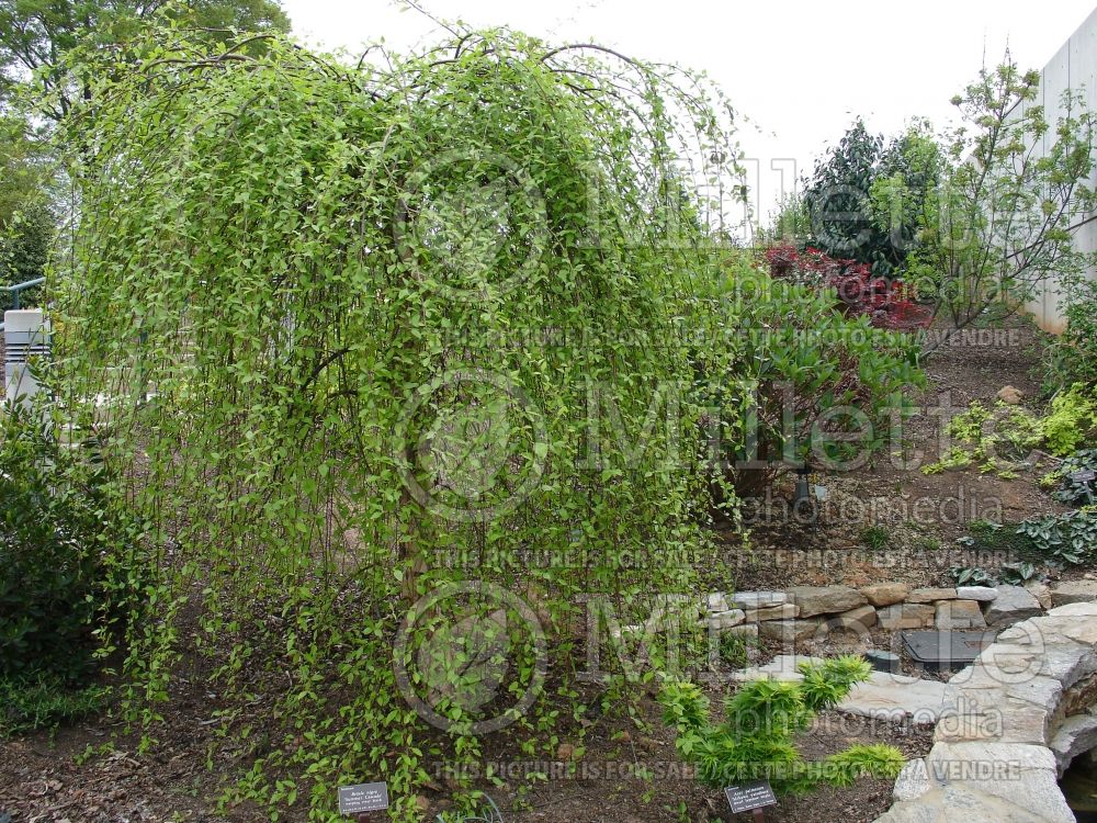 Betula Summer Cascade (Birch) 2