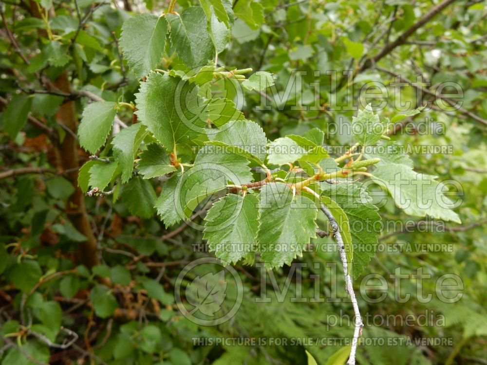 Betula occidentalis (Birch - bouleau) 2