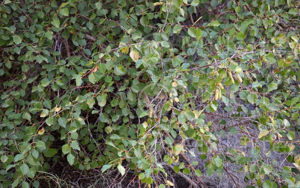 Betula occidentalis (Birch - bouleau) 3