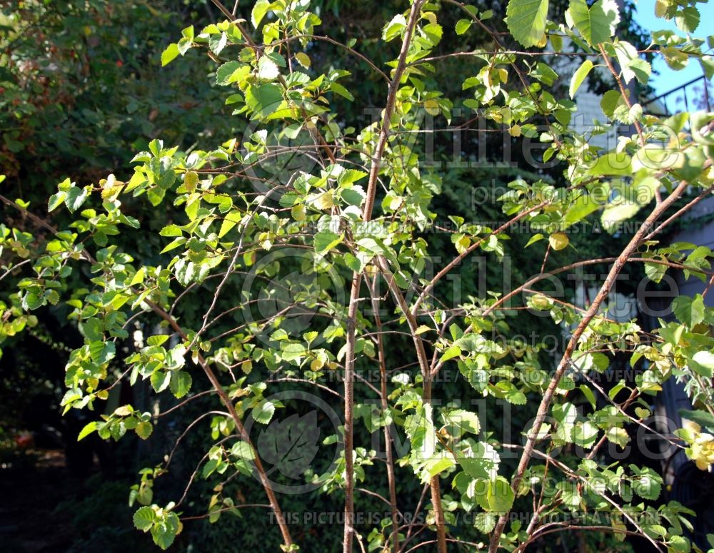 Betula occidentalis (Birch - bouleau) 1