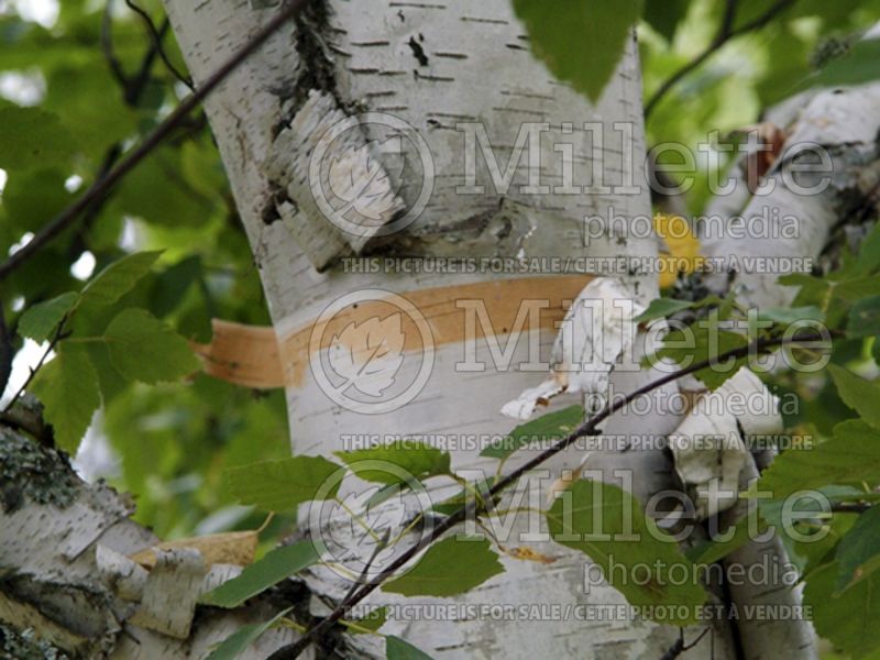 Betula papyrifera - Bark (Birch) 3 