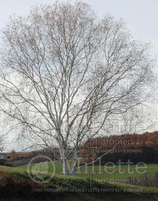 Betula papyrifera (Birch) 8 