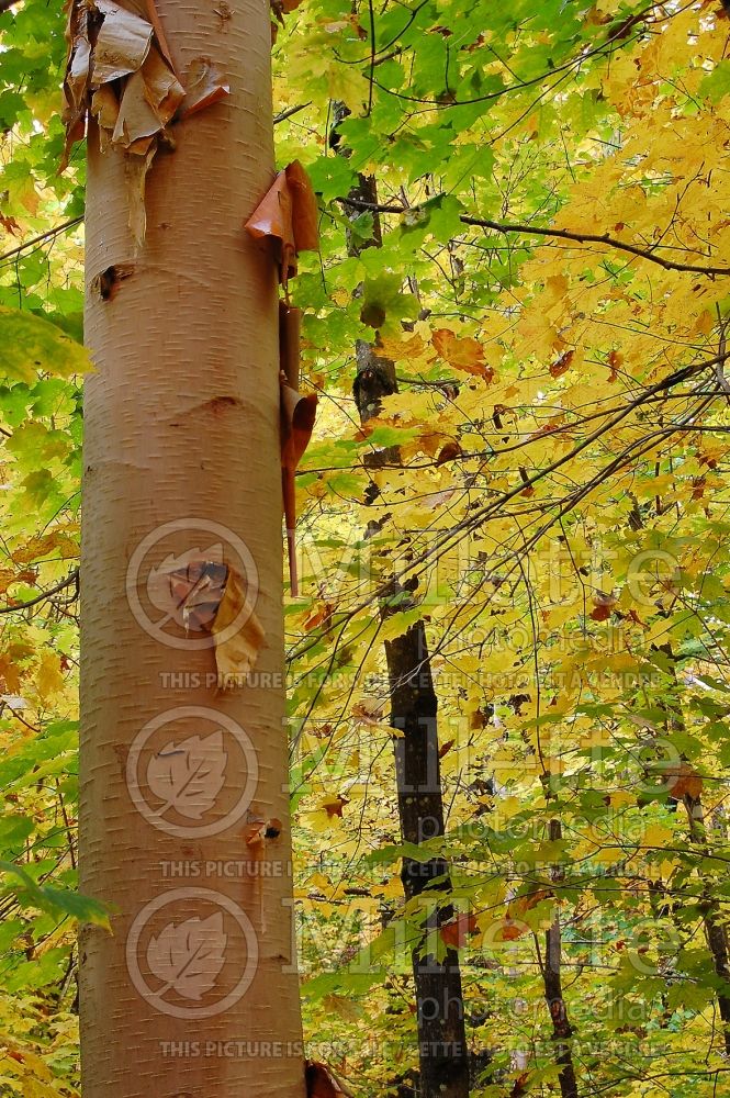 Betula papyrifera - bark (Paper Birch)  2