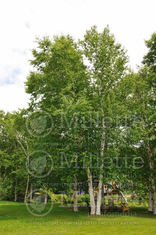 Betula papyrifera (Birch) 10 