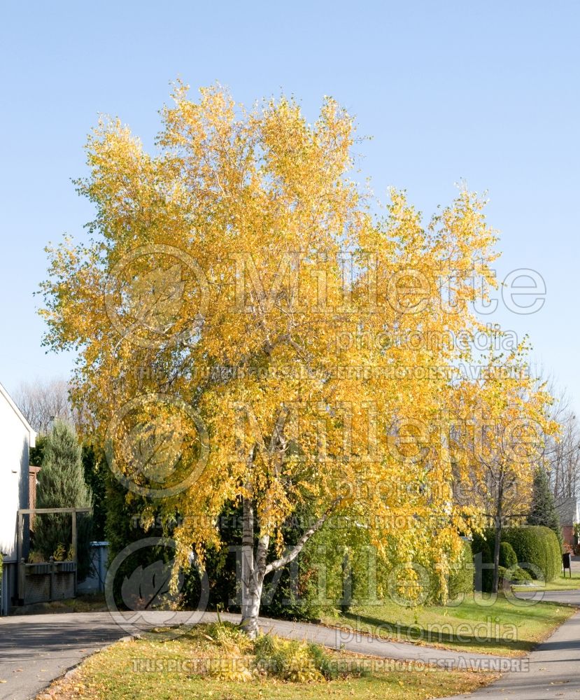 Betula papyrifera (Paper Birch)  1