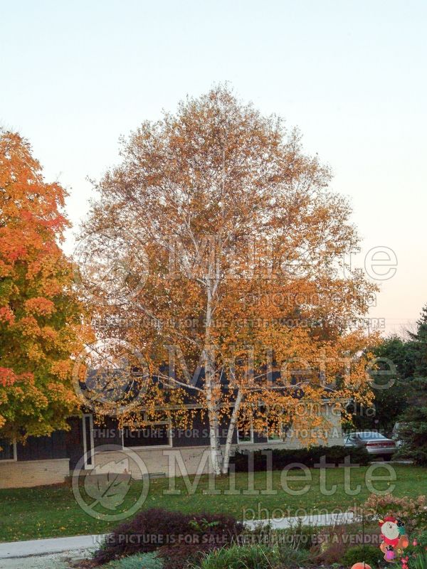 Betula papyrifera (Birch) 9 