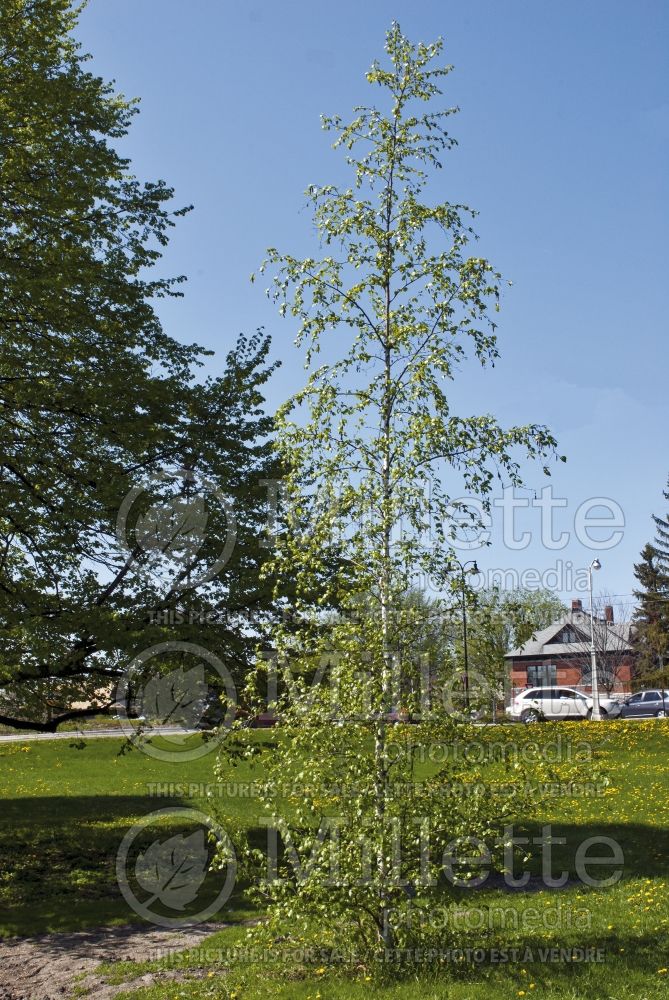 Betula Renaissance Upright (Birch) 1 