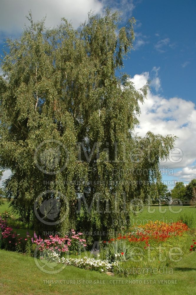 Betula Laciniata (Birch) 2