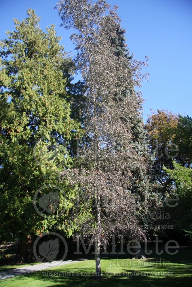 Betula Purple Rain or Monle (Birch) 1