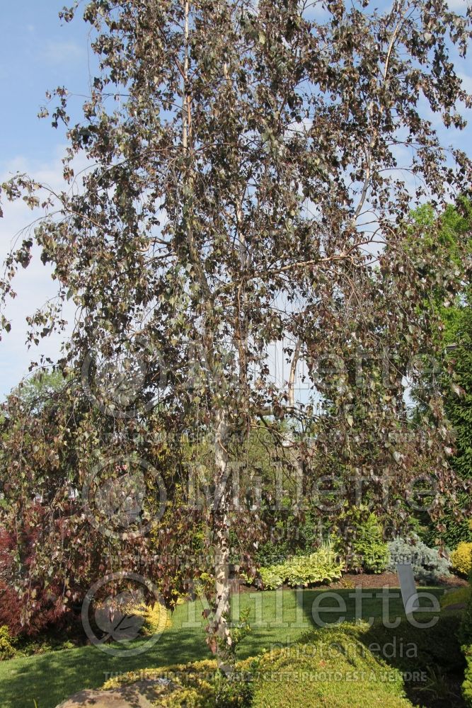 Betula Purpurea (Birch) 1