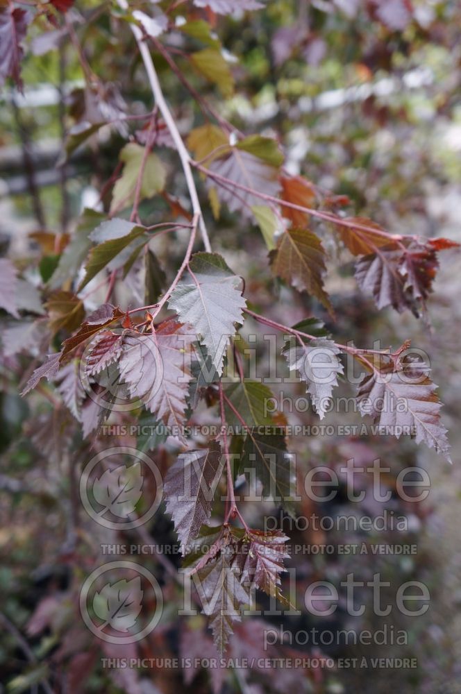 Betula Royal Frost (Birch - bouleau) 6