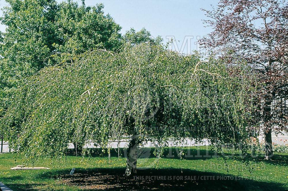 Betula Youngii (Birch) 1 