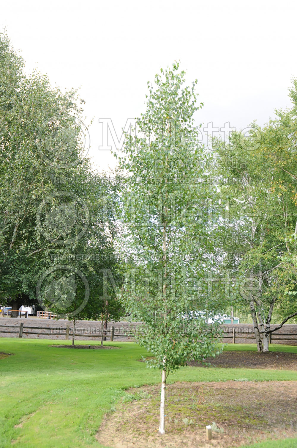 Betula Dakota Pinnacle or Fargo (Birch) 4