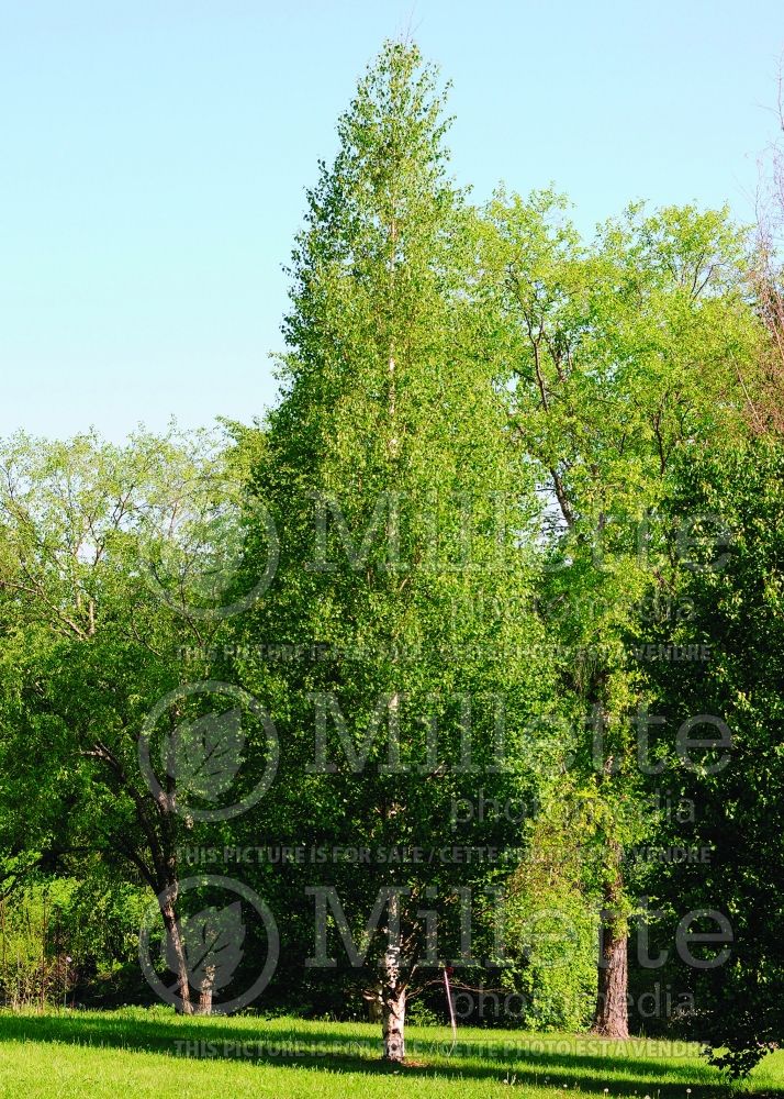 Betula Dakota Pinnacle or Fargo (Birch) 2