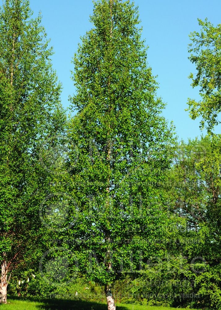 Betula Dakota Pinnacle or Fargo (Birch) 3