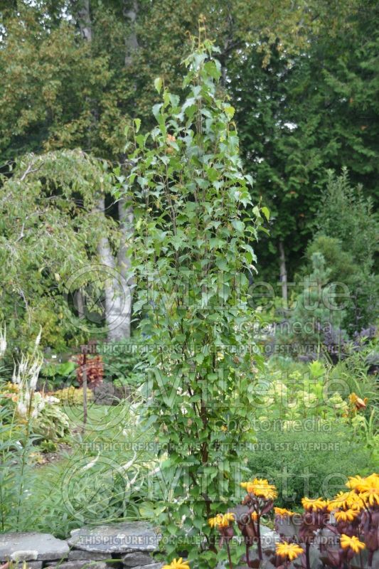 Betula Parkland Pillar ou Jefpark (Birch) 1