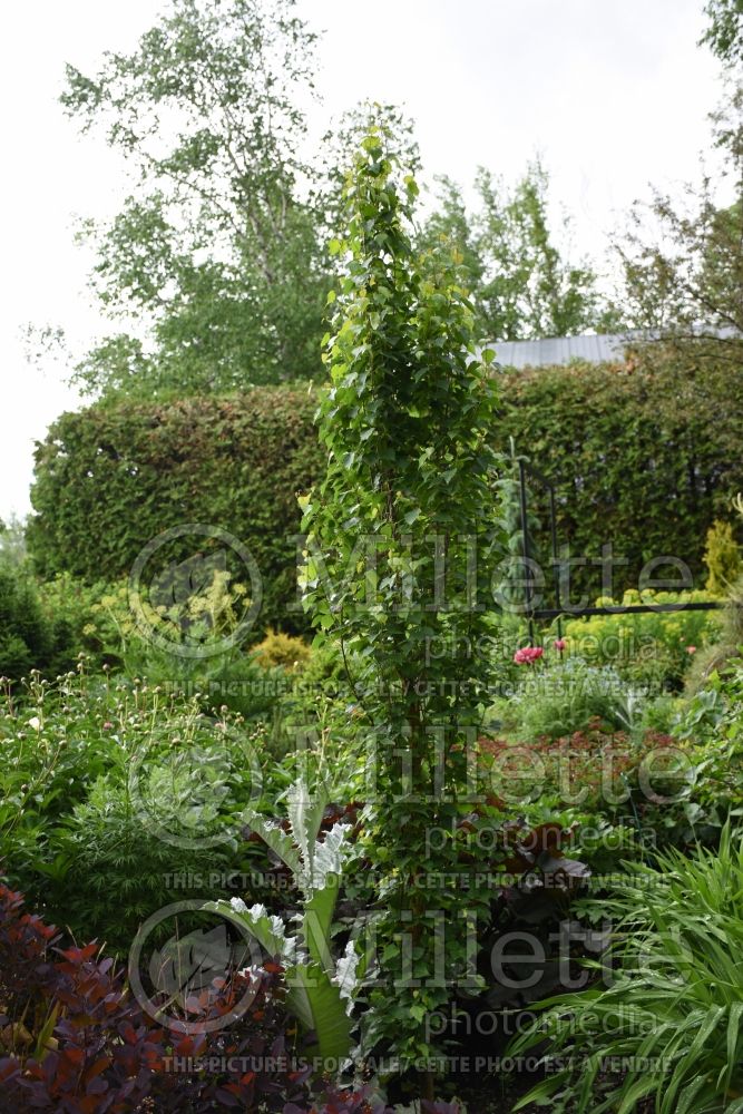 Betula Parkland Pillar aka Jefpark (Birch) 2