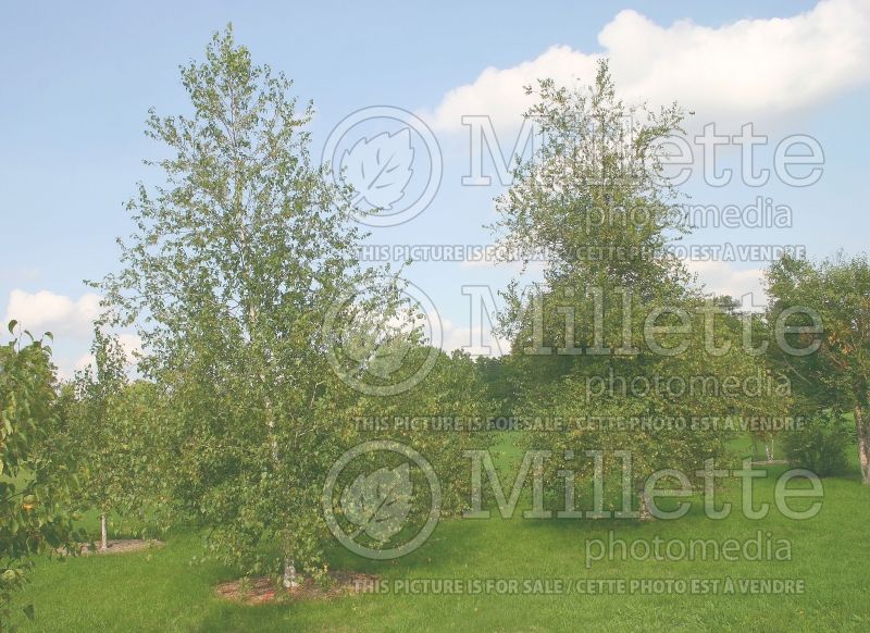 Betula Whitespire (Birch) 4