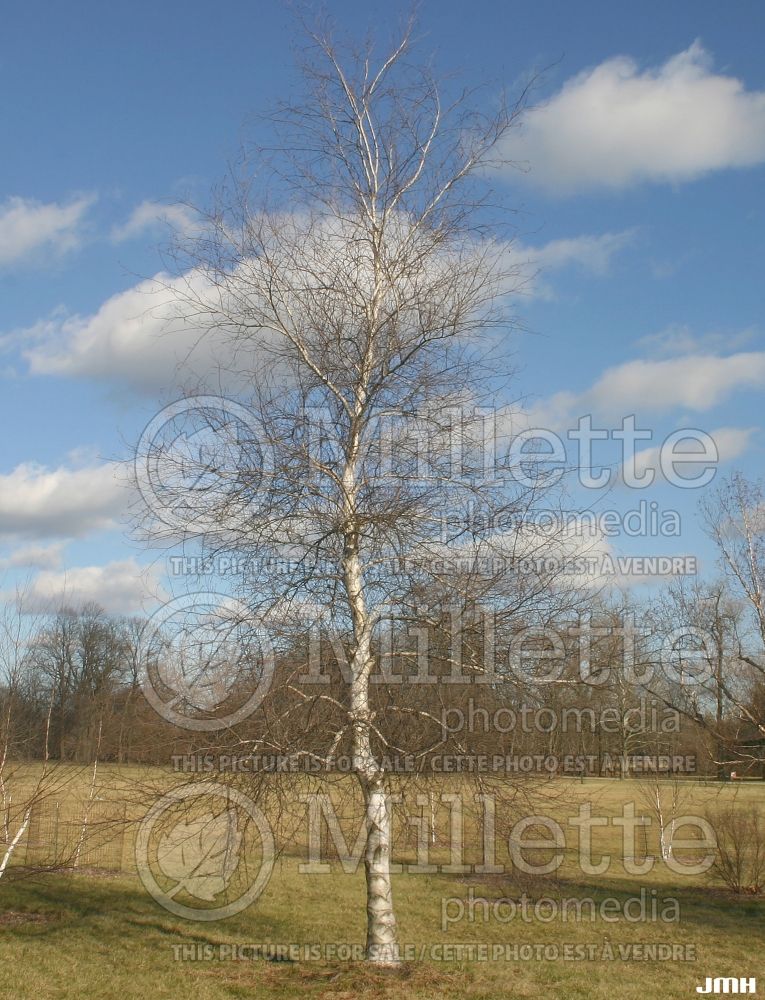 Betula Whitespire (Birch) 5