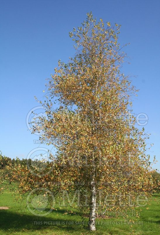 Betula Whitespire (Birch) 6