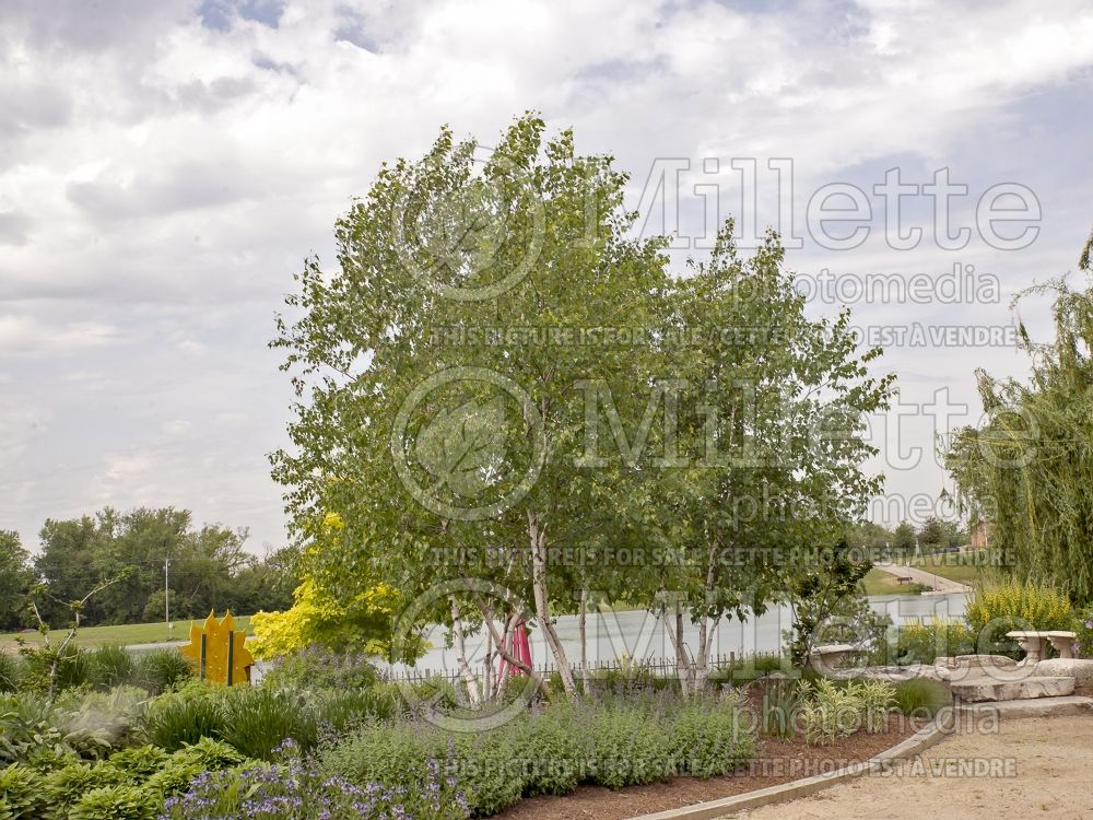 Betula Whitespire (Birch) 1